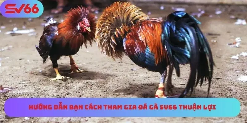 Cẩm nang soi kèo đá gà thuận lợi
